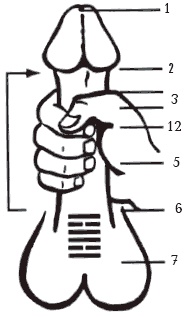 Иллюстрация к книге — Секреты любви. Даосская практика для женщин и мужчин [i_007.jpg]