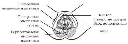 Иллюстрация к книге — Секреты любви. Даосская практика для женщин и мужчин [i_020.jpg]