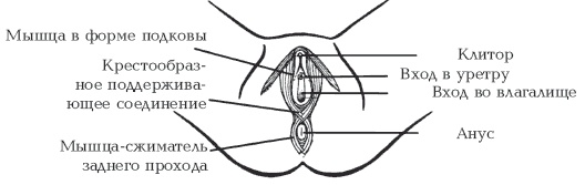 Иллюстрация к книге — Секреты любви. Даосская практика для женщин и мужчин [i_021.jpg]