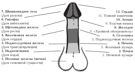 Иллюстрация к книге — Секреты любви. Даосская практика для женщин и мужчин [i_042.jpg]