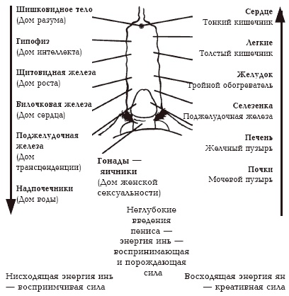 Иллюстрация к книге — Секреты любви. Даосская практика для женщин и мужчин [i_052.jpg]
