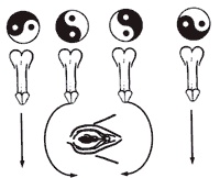 Иллюстрация к книге — Секреты любви. Даосская практика для женщин и мужчин [i_056.jpg]