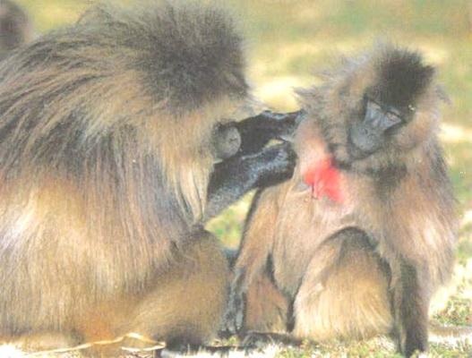 Иллюстрация к книге — Библия языка телодвижений [_119.jpg]