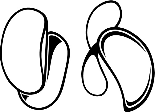 Иллюстрация к книге — Парадокс растений. Скрытые опасности "здоровой" пищи. Как продукты питания убивают нас, лишая здоровья, молодости и красоты [i_141.jpg]