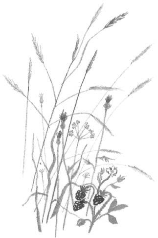 Иллюстрация к книге — Василий Белов. Рассказы о всякой живности [i_002.jpg]