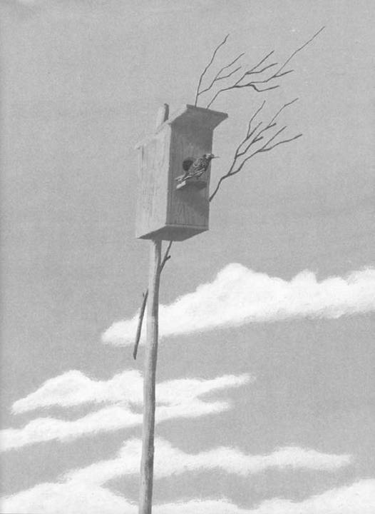 Иллюстрация к книге — Василий Белов. Рассказы о всякой живности [i_026.jpg]