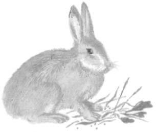 Иллюстрация к книге — Василий Белов. Рассказы о всякой живности [i_028.jpg]