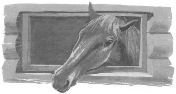 Иллюстрация к книге — Василий Белов. Рассказы о всякой живности [i_030.jpg]