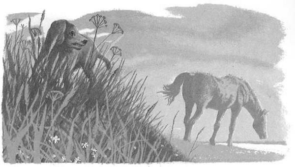 Иллюстрация к книге — Василий Белов. Рассказы о всякой живности [i_031.jpg]