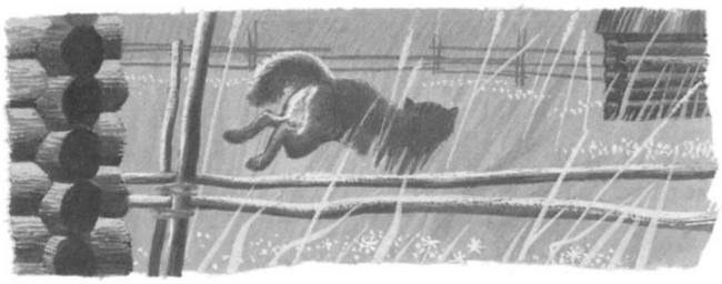 Иллюстрация к книге — Василий Белов. Рассказы о всякой живности [i_040.jpg]