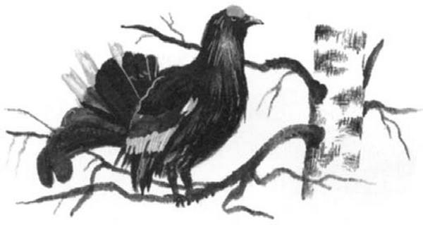 Иллюстрация к книге — Василий Белов. Рассказы о всякой живности [i_051.jpg]