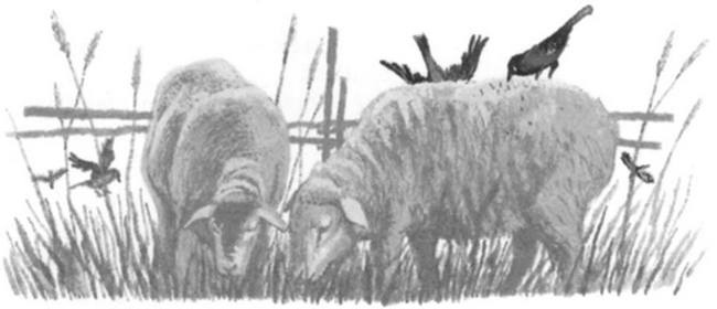 Иллюстрация к книге — Василий Белов. Рассказы о всякой живности [i_052.jpg]