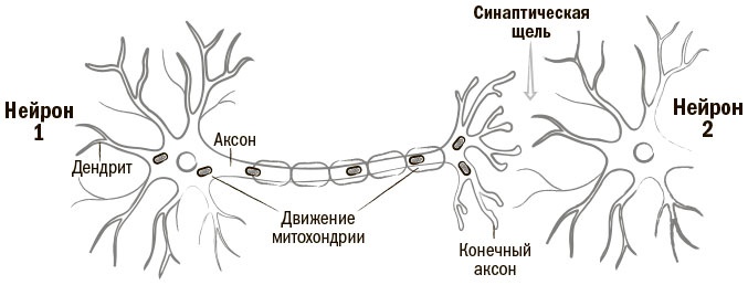 Иллюстрация к книге — Биохакинг мозга. Проверенный план максимальной прокачки вашего мозга за две недели [i_004.jpg]