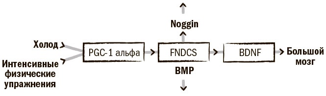 Иллюстрация к книге — Биохакинг мозга. Проверенный план максимальной прокачки вашего мозга за две недели [i_006.jpg]