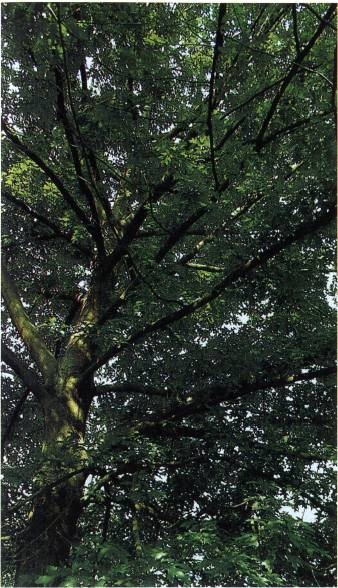 Иллюстрация к книге — Кельты. Первые европейцы [i_083.jpg]