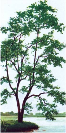 Иллюстрация к книге — Кельты. Первые европейцы [i_084.jpg]