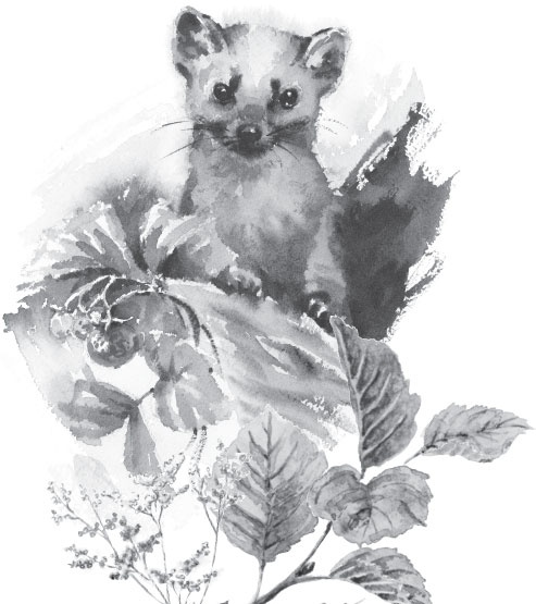 Иллюстрация к книге — В тайге (сборник). С вопросами и ответами для почемучек [_1.jpg]