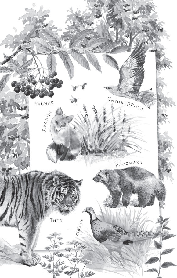 Иллюстрация к книге — В тайге (сборник). С вопросами и ответами для почемучек [_2.jpg]