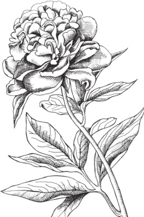 Иллюстрация к книге — В тайге (сборник). С вопросами и ответами для почемучек [_24.jpg]