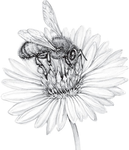 Иллюстрация к книге — В тайге (сборник). С вопросами и ответами для почемучек [_27.jpg]