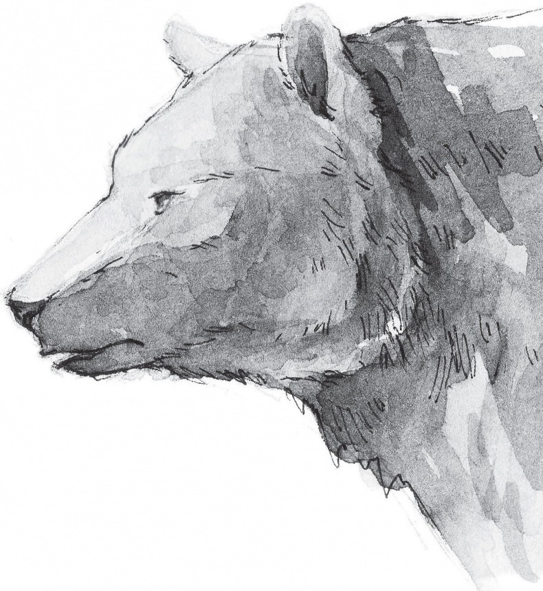 Иллюстрация к книге — В тайге (сборник). С вопросами и ответами для почемучек [_29.jpg]