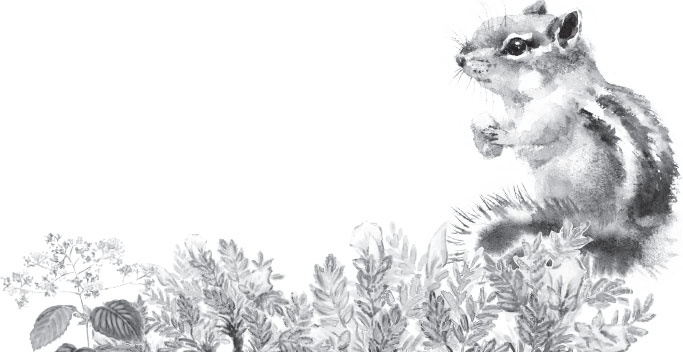 Иллюстрация к книге — В тайге (сборник). С вопросами и ответами для почемучек [_3.jpg]