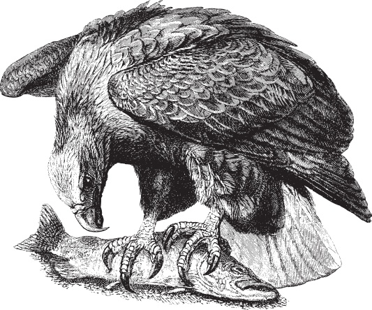 Иллюстрация к книге — В тайге (сборник). С вопросами и ответами для почемучек [_36.jpg]