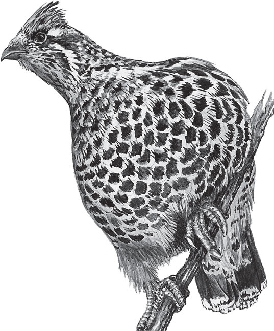 Иллюстрация к книге — В тайге (сборник). С вопросами и ответами для почемучек [_43.jpg]