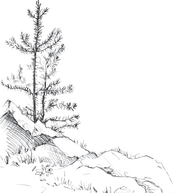 Иллюстрация к книге — В тайге (сборник). С вопросами и ответами для почемучек [_45.jpg]