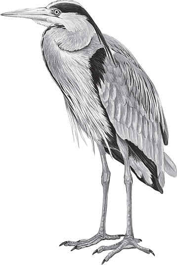 Иллюстрация к книге — В тайге (сборник). С вопросами и ответами для почемучек [_50.jpg]