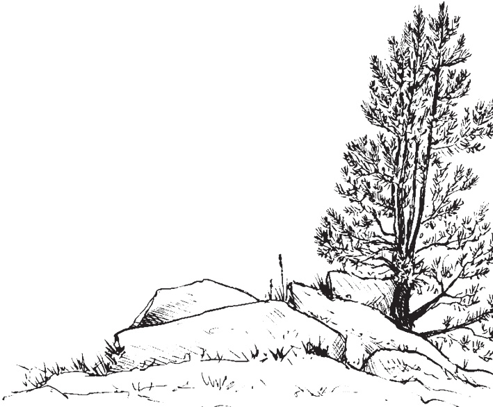 Иллюстрация к книге — В тайге (сборник). С вопросами и ответами для почемучек [_51.jpg]