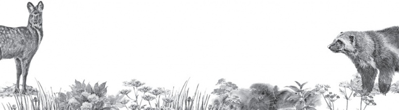 Иллюстрация к книге — В тайге (сборник). С вопросами и ответами для почемучек [_55.jpg]