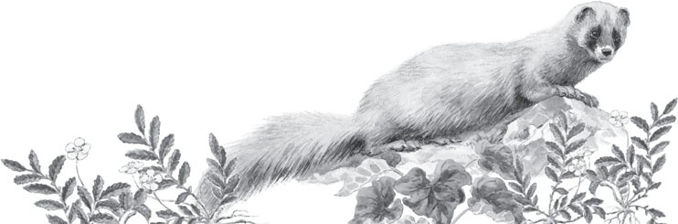 Иллюстрация к книге — В тайге (сборник). С вопросами и ответами для почемучек [_56.jpg]