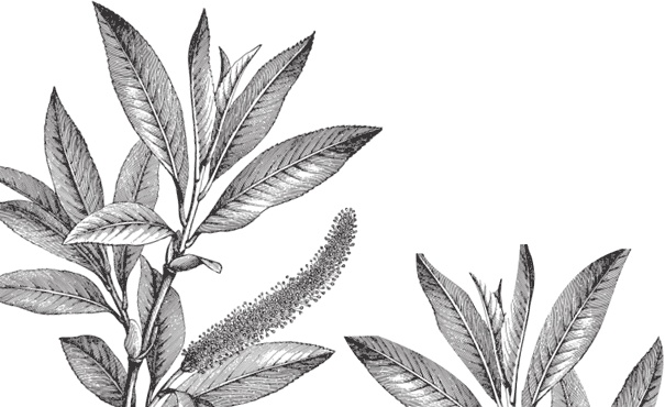 Иллюстрация к книге — В тайге (сборник). С вопросами и ответами для почемучек [_63.jpg]