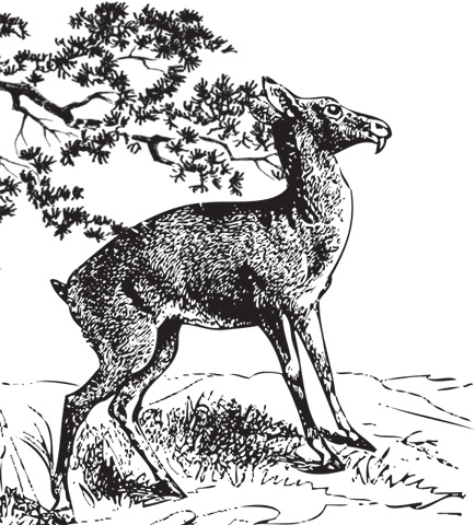 Иллюстрация к книге — В тайге (сборник). С вопросами и ответами для почемучек [_66.jpg]