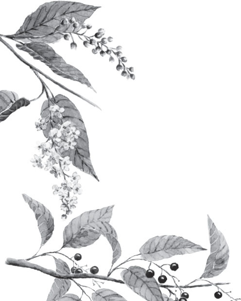 Иллюстрация к книге — В тайге (сборник). С вопросами и ответами для почемучек [_69.jpg]