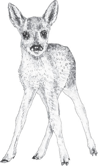 Иллюстрация к книге — В тайге (сборник). С вопросами и ответами для почемучек [_70.jpg]