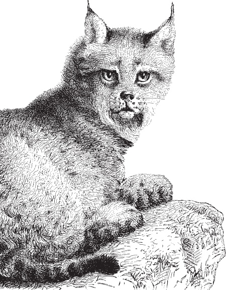 Иллюстрация к книге — В тайге (сборник). С вопросами и ответами для почемучек [_72.jpg]