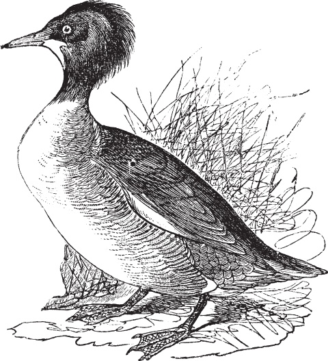 Иллюстрация к книге — В тайге (сборник). С вопросами и ответами для почемучек [_74.jpg]