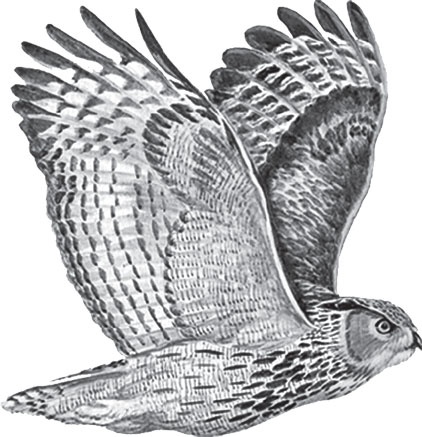 Иллюстрация к книге — В тайге (сборник). С вопросами и ответами для почемучек [_75.jpg]