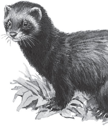 Иллюстрация к книге — В тайге (сборник). С вопросами и ответами для почемучек [_77.jpg]