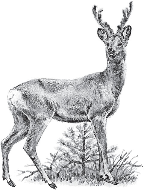 Иллюстрация к книге — В тайге (сборник). С вопросами и ответами для почемучек [_79.jpg]