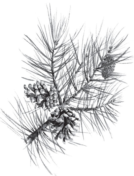 Иллюстрация к книге — В тайге (сборник). С вопросами и ответами для почемучек [_81.jpg]