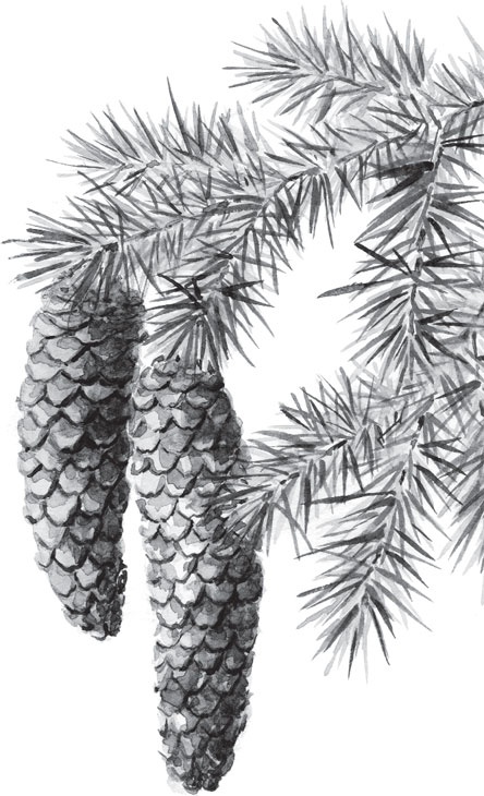 Иллюстрация к книге — В тайге (сборник). С вопросами и ответами для почемучек [_82.jpg]