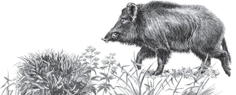 Иллюстрация к книге — В тайге (сборник). С вопросами и ответами для почемучек [_84.jpg]