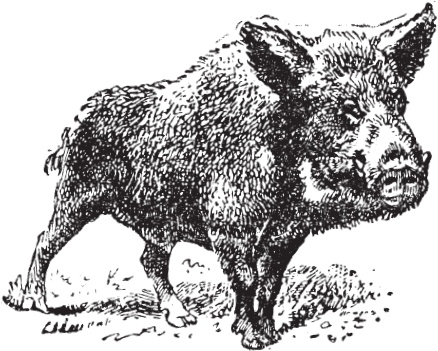 Иллюстрация к книге — В тайге (сборник). С вопросами и ответами для почемучек [_85.jpg]