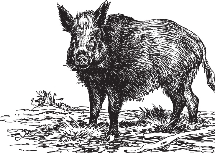 Иллюстрация к книге — В тайге (сборник). С вопросами и ответами для почемучек [_87.jpg]