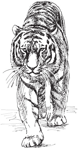 Иллюстрация к книге — В тайге (сборник). С вопросами и ответами для почемучек [_91.jpg]