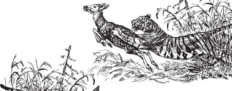 Иллюстрация к книге — В тайге (сборник). С вопросами и ответами для почемучек [_96.jpg]