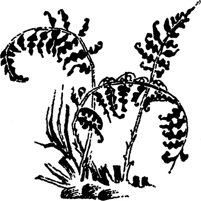 Иллюстрация к книге — В глубине ноября [i_015.jpg]